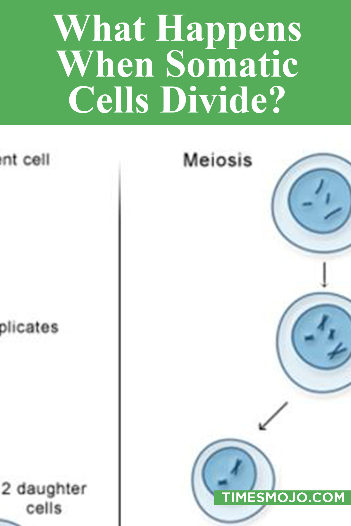 What Happens When Somatic Cells Divide