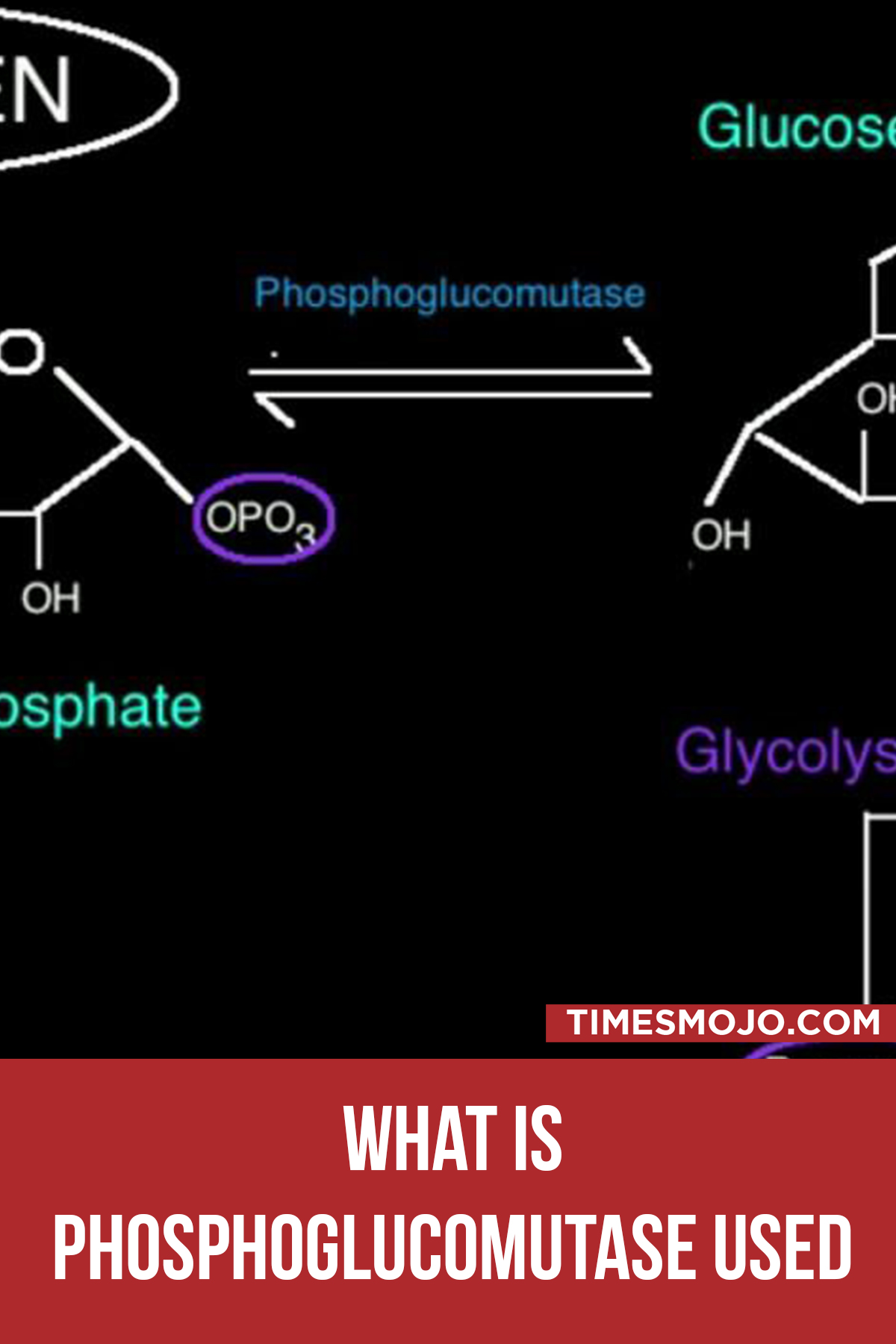 What Is Phosphoglucomutase Used In