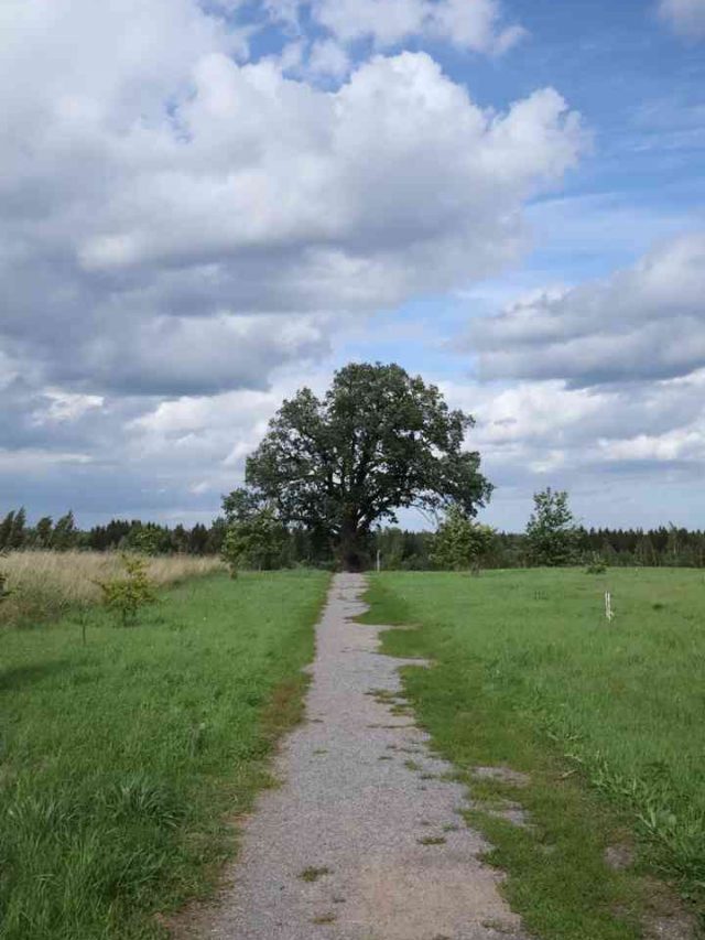 How Far From House Should Oak Tree Be Planted?
